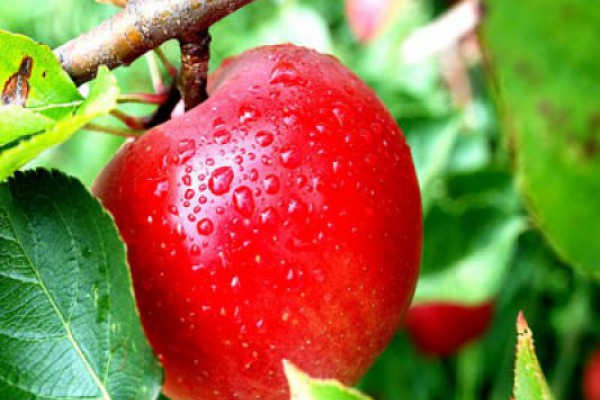 ავსტრალიაში „მსოფლიოში საუკეთესო ვაშლის ჯიში“ გამოიყვანეს