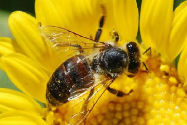 ფუტკრები მალე გადაშენდებიან