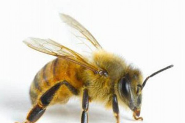 ფუტკრის შხამი რევმატიზმს კურნავს