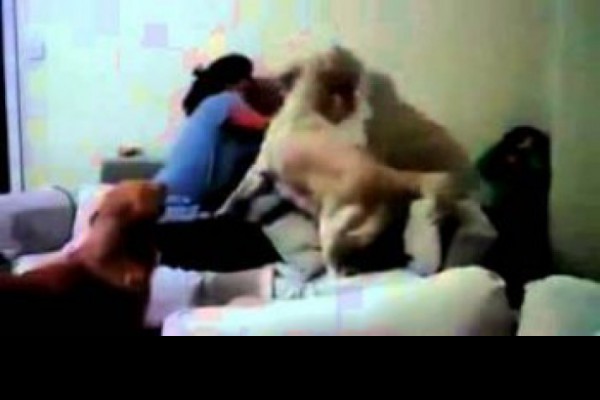 ძაღლები ბავშვს დედის აგრესიისაგან იცავენ (VIDEO)