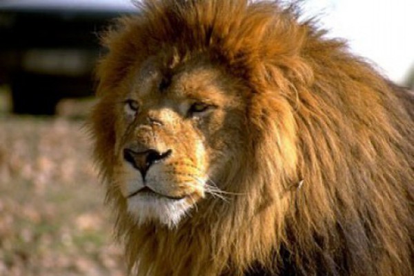 თბილისელი ლომი „ინგას“ ისტორია
