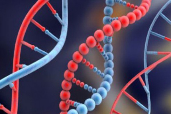 მეცნიერებმა ადამიანის ახალი გენები აღმოაჩინეს