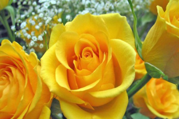 ორგულობის სიმბოლო - ყვითელი ყვავილი
