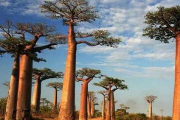 ბიძინა ივანიშვილს აფრიკიდან ოთხი ბაობაბის ხე მიაქვს