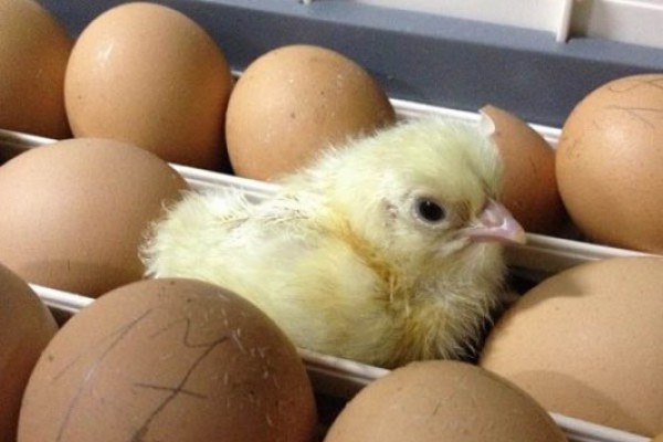 კვერცხი უფრო ადრე გაძვირდება თუ ქათამი?