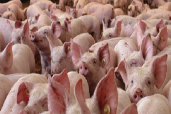 გაეროს ინფორმაციით, კავკასიის ქვეყნებს ღორის აფრიკული ჭირი უახლოვდება
