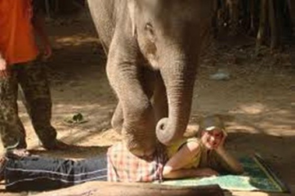 სამტონიანი სპილო, რომელიც გასაოცარ ტაილანდურ მასაჟს აკეთებს (VIDEO)
