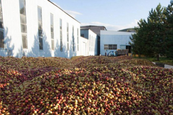არასტანდარტული ვაშლის ტრანსპორტირებას ქარხნებამდე კომპანიები თავად განახორციელებენ