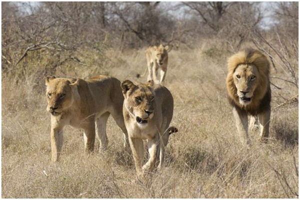 სამხრეთ აფრიკაში ეროვნული პარკიდან 14 ლომი გაიქცა