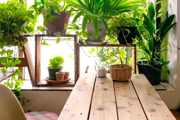 რომელი მცენარეები გამოყოფენ ოთახში ყველაზე მეტ ჟანგბადს?