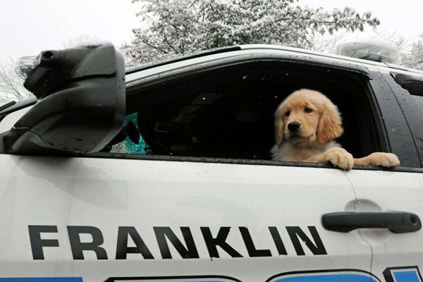აშშ-ში პოლიციის ძაღლი სათამაშოების ქურდობაში გამოიჭირეს