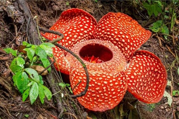 მეცნიერებმა ინდონეზიაში ყველაზე დიდი ყვავილი იპოვეს