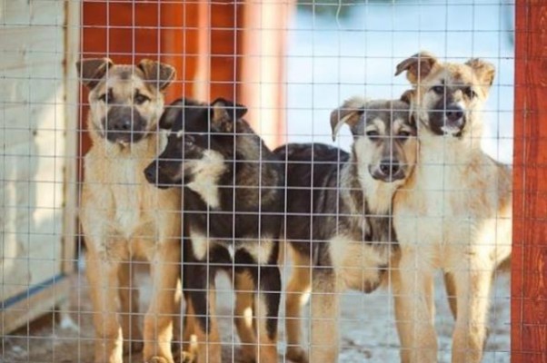 თბილისში ცოლ-ქმარი ბინაში 30 ძაღლს აწამებდა