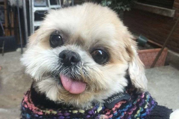 Instagram-ის ვარსკვლავი, ძაღლი მარნი მოკვდა