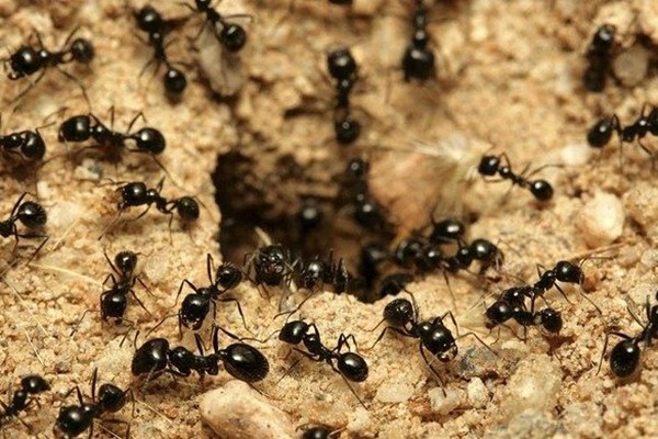 სოსო მანჯავიძე: კაცობრიობა იმ ჭიანჭველების ბუდეს დაამგვანა ამ კრიზისმა, რომლის რეალური მიზეზები ჩვეულებრივი ადამიანური ლოგიკური აზროვნების მიღმაა