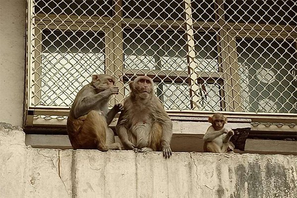 ინდოეთში მაიმუნებმა ლაბორატორიიდან კოვიდინფიცირებულთა სისხლის ანალიზები მოიპარეს