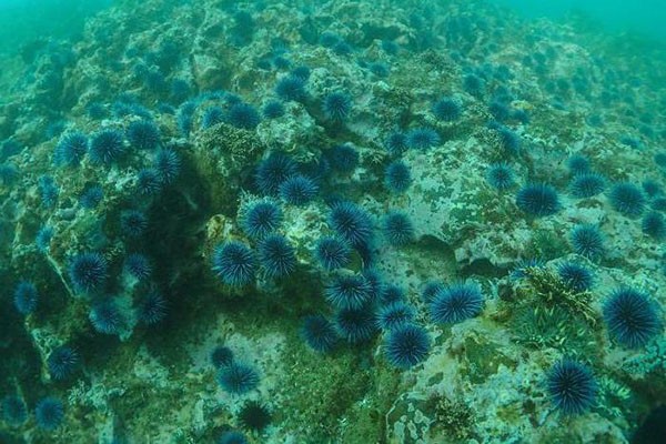 შავი ზღვის „ყვავილობა“ - სპეციალისტები უჩვეულოდ ჭარბი რაოდენობის წყალმცენარეების წარმოქმნის მიზეზებს იკვლევენ