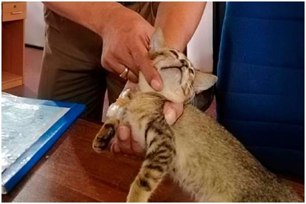 შრი-ლანკას მკაცრი რეჟიმის ციხიდან ნარკოკურიერი კატა გაიქცა