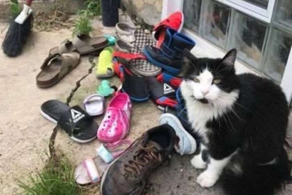 აშშ-ში კატა ფეხსაცმლის ქურდობაზე გამოიჭირეს