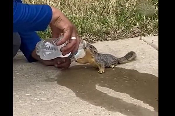 დასიცხულ პატარა ციყვს კაცი წყალს ასმევს (ვიდეო)
