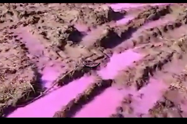 უკრაინაში, როვნოსთან ახლოს არსებულ მიწის ნაკვეთებში ადგილობრივებმა ვარდისფერი გუბეები აღმოაჩინეს (ვიდეო)