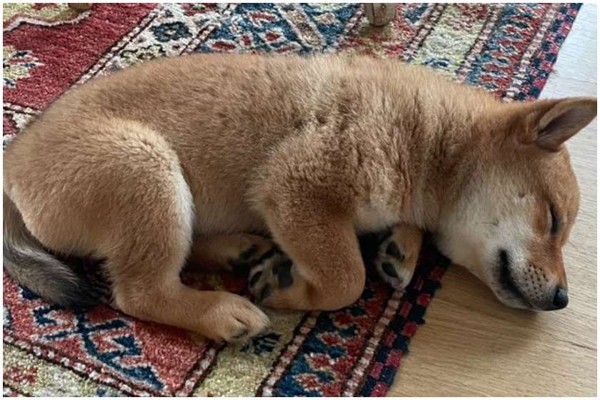 Twitter-ზე ილონ მასკის ძაღლის ფოტოს გავრცელების შემდეგ ტოკენის ღირებულება 1 300%-ით გაიზარდა