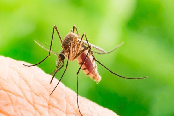რატომ კბენენ კოღოები მაინცდამაინც ადამიანებს? — კვლევა
