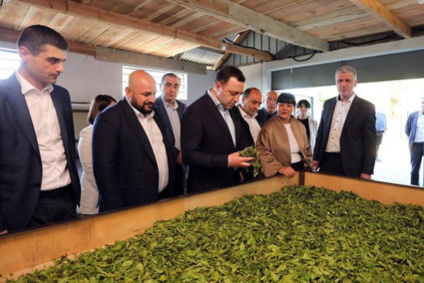პრემიერ-მინისტრმა ირაკლი ღარიბაშვილმა ოზურგეთში ჩაის მიკრო საწარმო დაათვალიერა