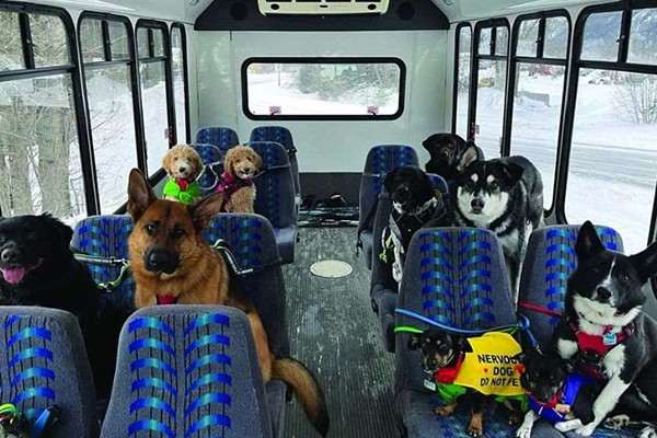 ალასკაზე წყვილი ძაღლებს ავტობუსით ასეირნებს