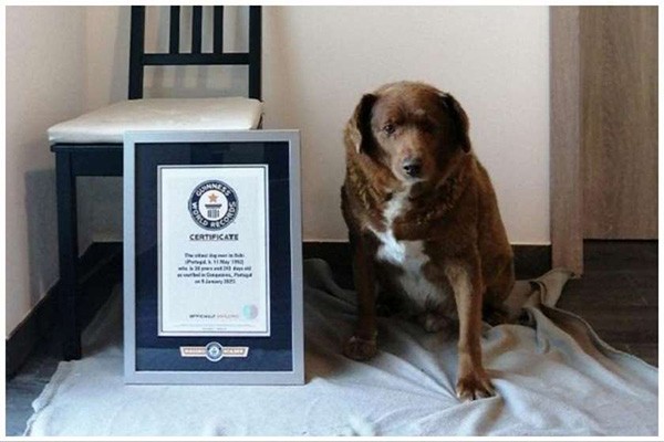 მსოფლიოში ყველაზე ხანდაზმული ძაღლი 31 წლის გახდა
