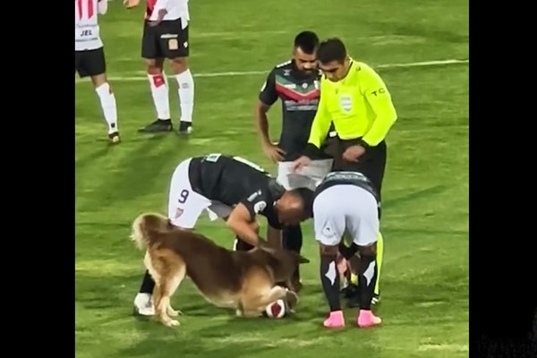 ჩილეში საფეხბურთო მატჩი ძალიან საყვარელმა ძაღლმა შეაჩერა (ვიდეო)
