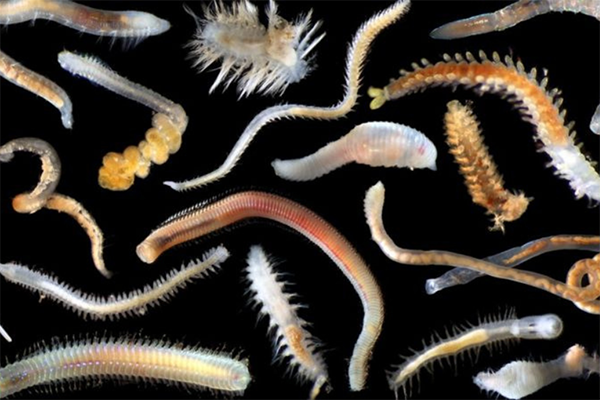 წყნარ ოკეანეში 5000-მდე სახეობის აქამდე უცნობი წყლის არსება აღმოაჩინეს