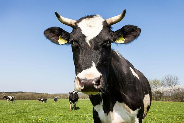 რა სარგებლობა მოაქვს ძროხას?