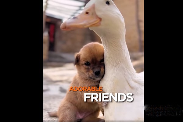 მეგობრობა (ვიდეო)