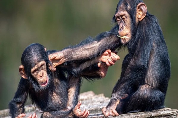 იუმორი მაიმუნებში — მათ სხვების გახელება ისე უყვართ, როგორც ბავშვებს