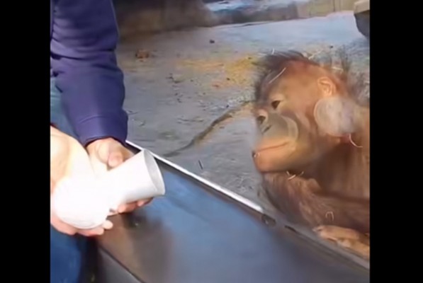 მაიმუნის რეაქცია ფოკუზზე (ვიდეო)