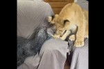 karakula-da-Sani-Tbilisis-zooparkSi-video