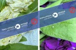somxeTis-respublikidan-Semotanili-moWrili-yvavilebiukan-gabrunebas-daeqvemdebara