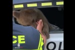 mcxeTasTan-axlos-sapatrulo-policiam-daTvis-beli-ipova-video