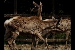 algeTis-erovnul-parkSi-keTilSobili-kavkasiuri-irmebis-populacia-izrdeba-video