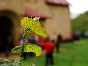 vin-SeWama-venaxi-da-glexebis-fuli-pasuxi--ukrainaSia