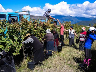 rTveli-mizeruli-subsidiis-amara-darCa