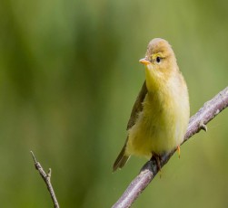 pawawina-mgalobelma-Citma-sakuTar-woniT-kategoriaSi-migraciis-rekordi-daamyara