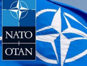 nato---mistralis-gadacemis-SeCerebaze-natos-safrangeTze-zewola-ar-ganuxorcielebia