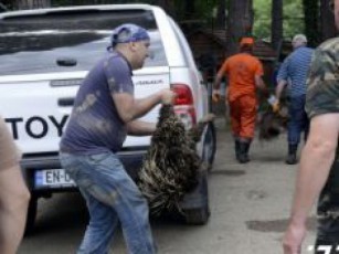 Tbilisis-zooparkSi-daxocili-sami-lomi-erTi-vefxvi-da-ori-mgeli-ipoves