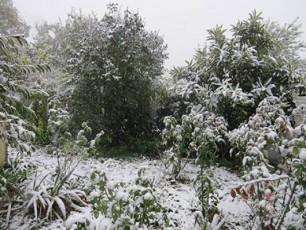 kaxeTSi-Tovli-movida