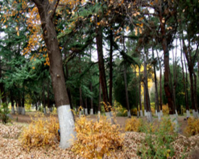 diRmis-tye-parkSi-mravalfunqciuri-kompleqsi---oranJerea-moewyoba