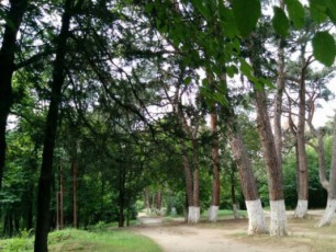 kerZo-mesakuTreebi-diRmis-tye-parkis-teritorias--samSeneblo-mizniT-ver-gamoiyeneben