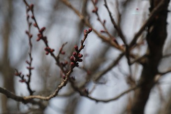 sinoptikosebis-prognoziT-saqarTveloSi-dReidan-temperatura-moimatebs