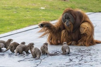 belgiis-zooparkSi-orangutangebi-da-wavebi-damegobrdnen